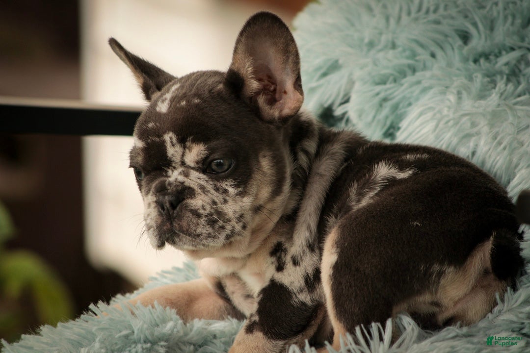 French Bulldog dogs Sawyer French Bulldog  - Ad 2