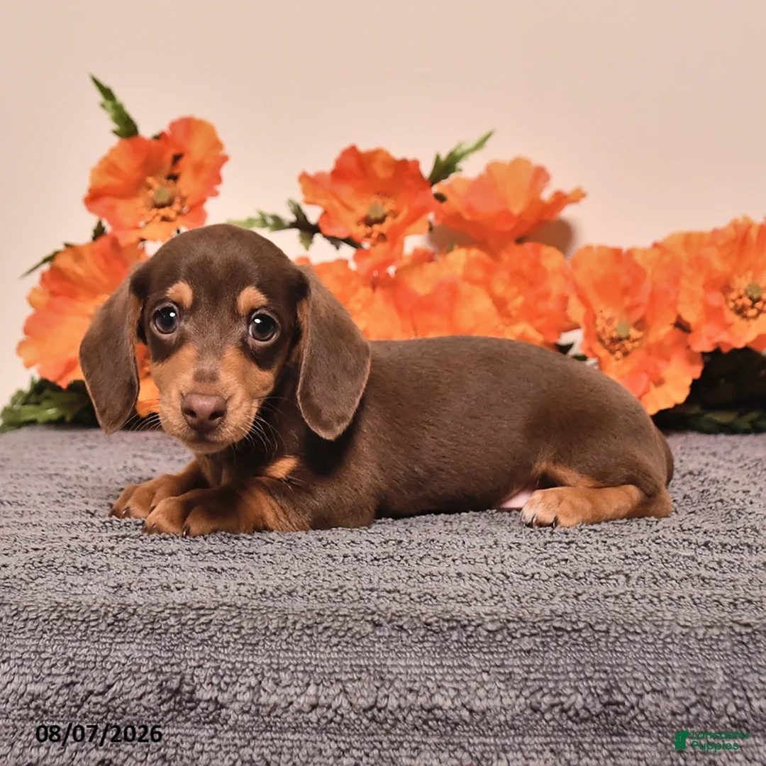 Miniature Dachshund dogs for sale: Ike - Ad 2