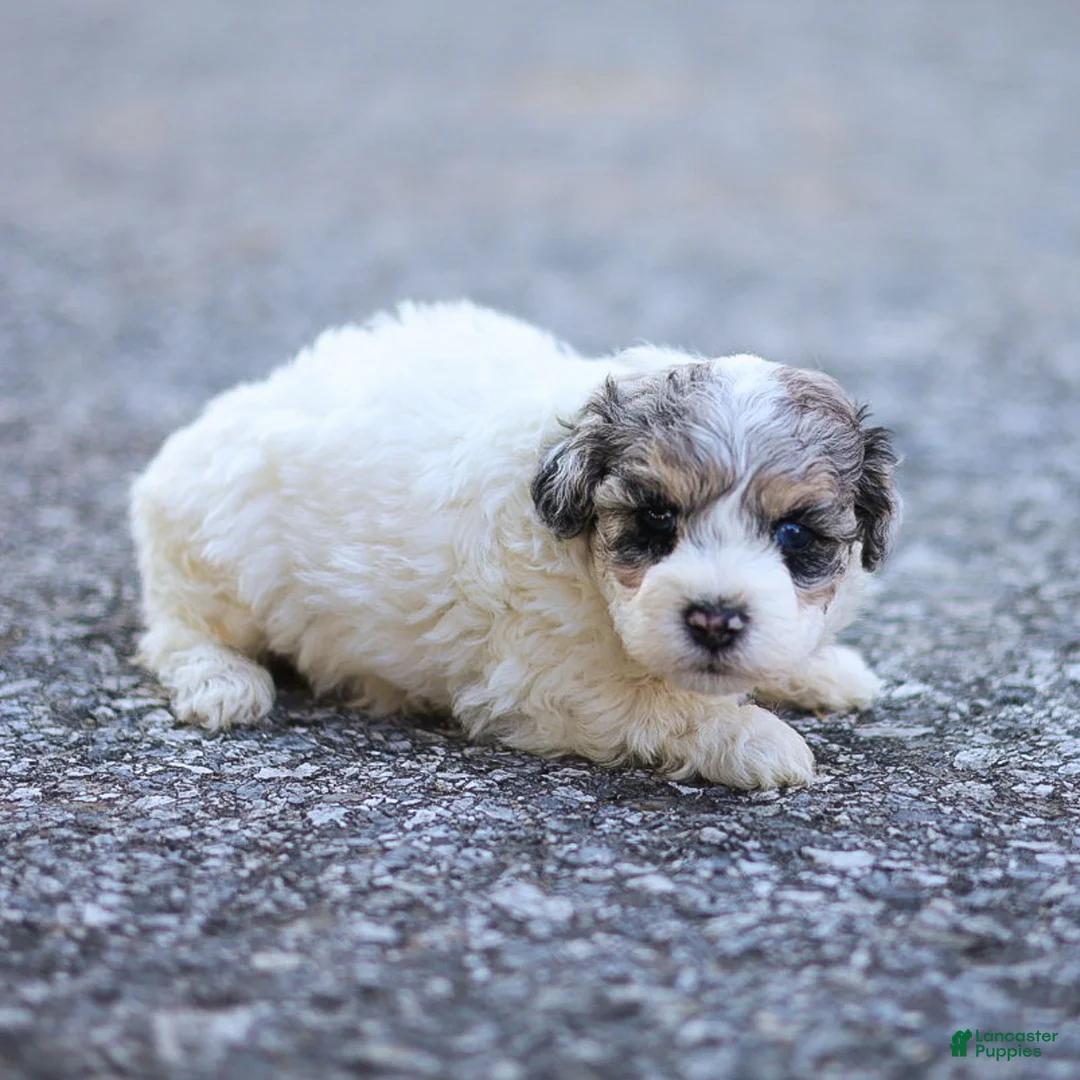 Maltipoo dogs for sale: Rex Maltipoo  - Ad 1