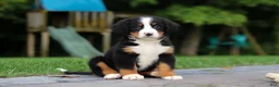Bernese Mountain Dog dogs for sale: Josie - Ad 12