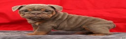 English Bulldog dogs for sale: Simone - Ad 4