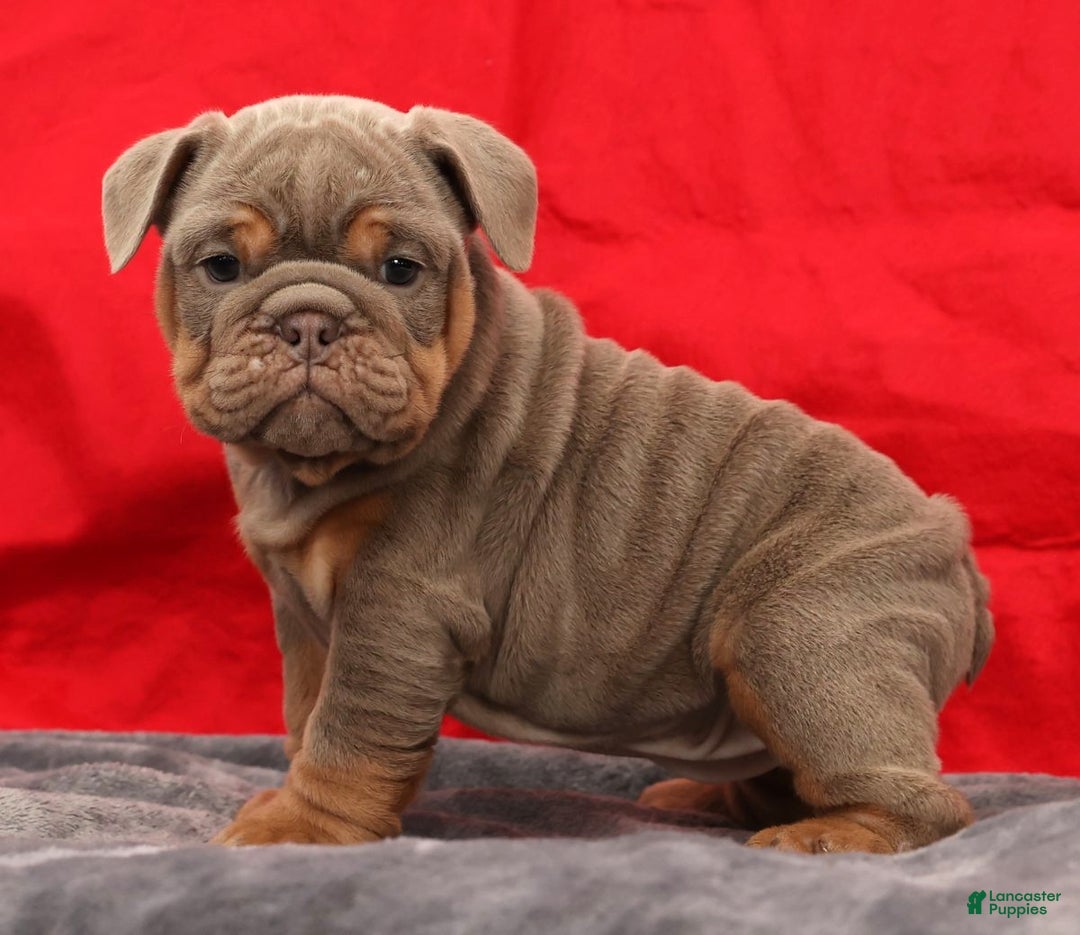 English Bulldog dogs for sale: Simone - Ad 4