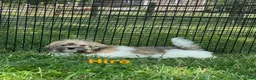 Havanese dogs for sale: Hiro - Ad 1