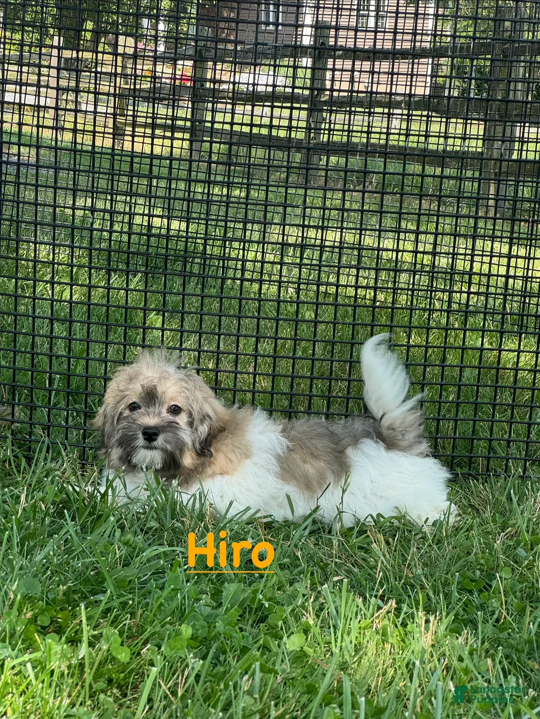 Havanese dogs for sale: Hiro - Ad 1