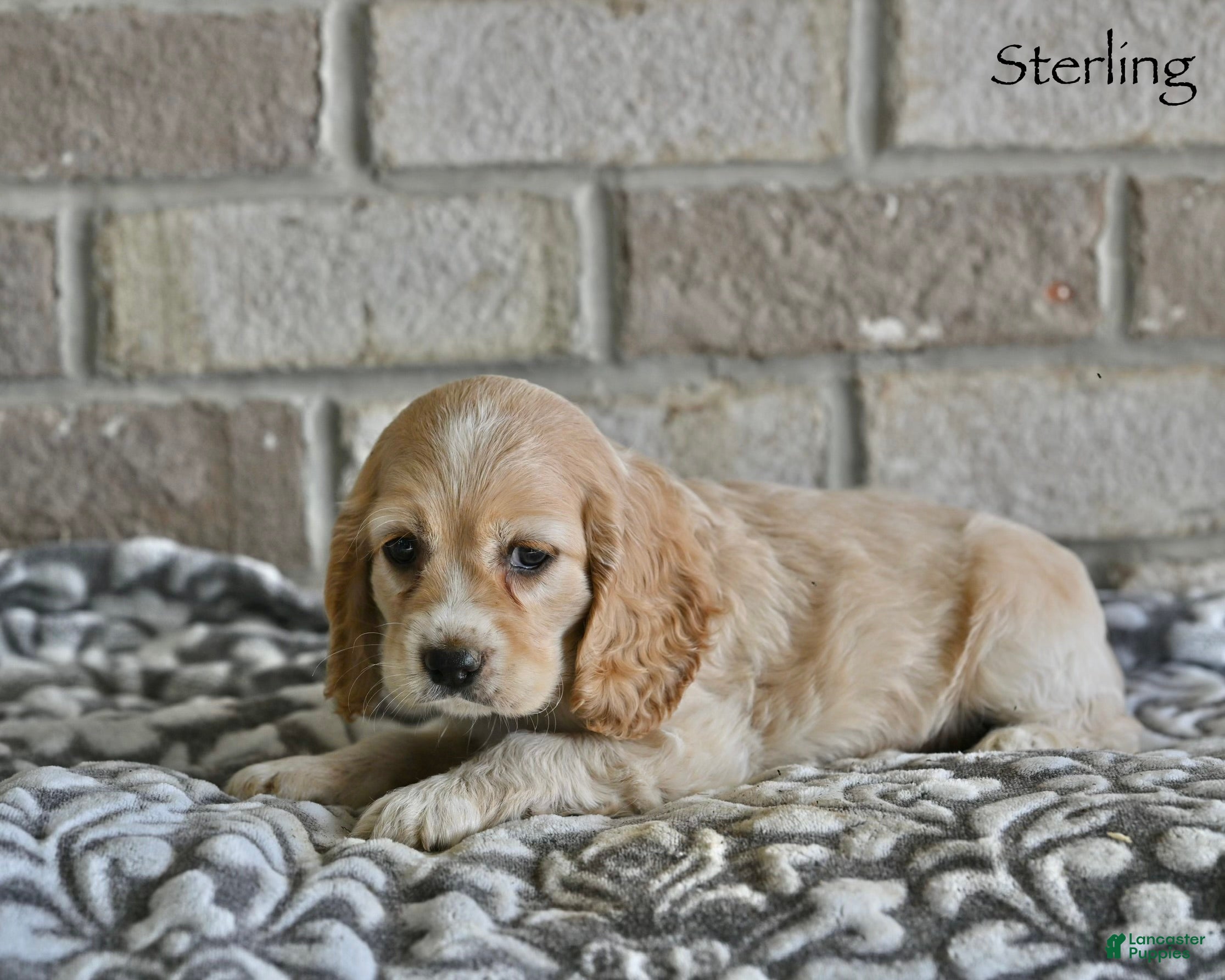 Cocker Spaniel dogs for sale: Sterling  - Ad 3