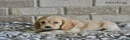 Cocker Spaniel dogs for sale: Sterling  - Ad 1