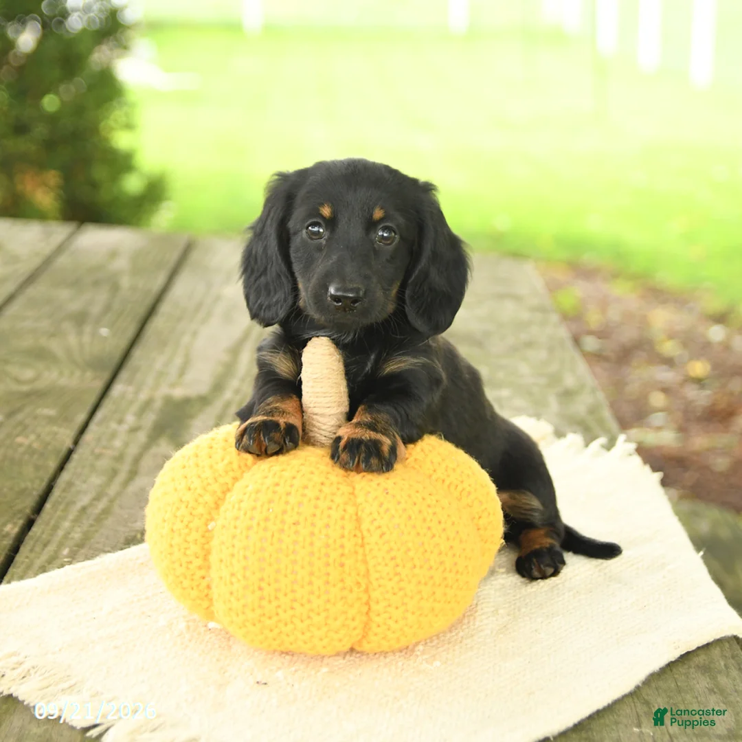 Miniature Dachshund dogs for sale: Avalon - Ad 1