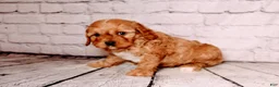 Cavalier King Charles Spaniel dogs for sale: Oliver - Ad 4