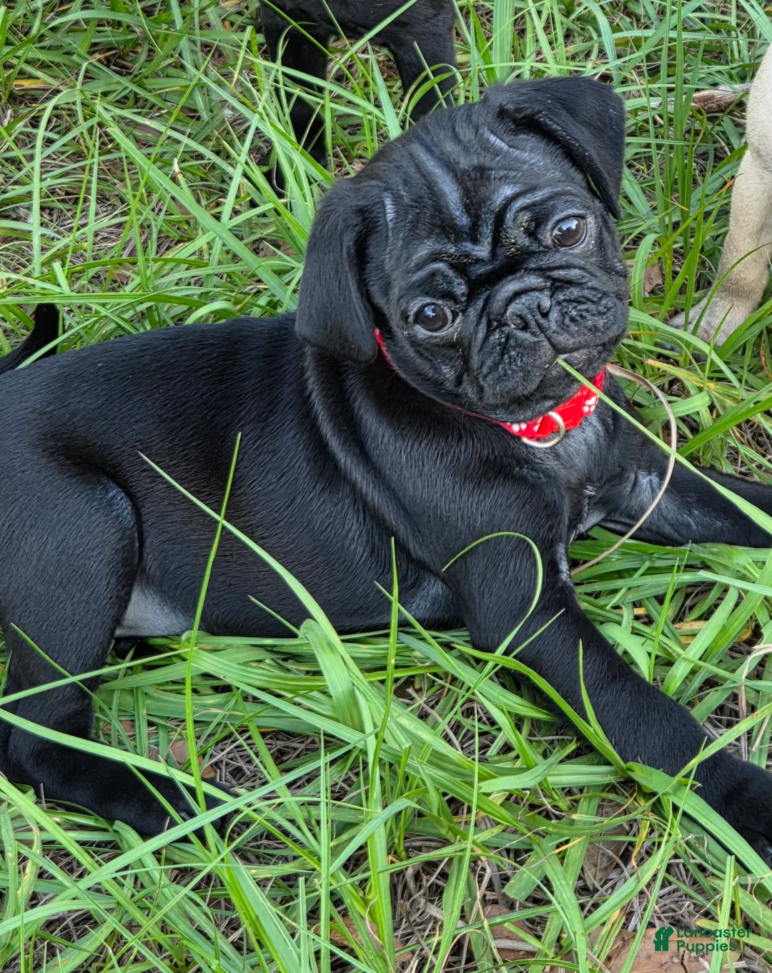 Pug dogs for sale: Maverick  - Ad 1