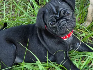 Pug dogs for sale: Maverick - Ad 3