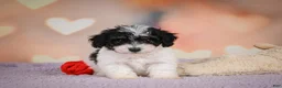 Maltipoo dogs for sale: Archie - Ad 8