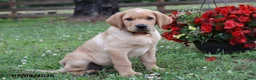 Labrador Retriever dogs for sale: Muffin - Ad 3