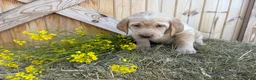 Labrador Retriever dogs for sale: Ginger - Ad 3