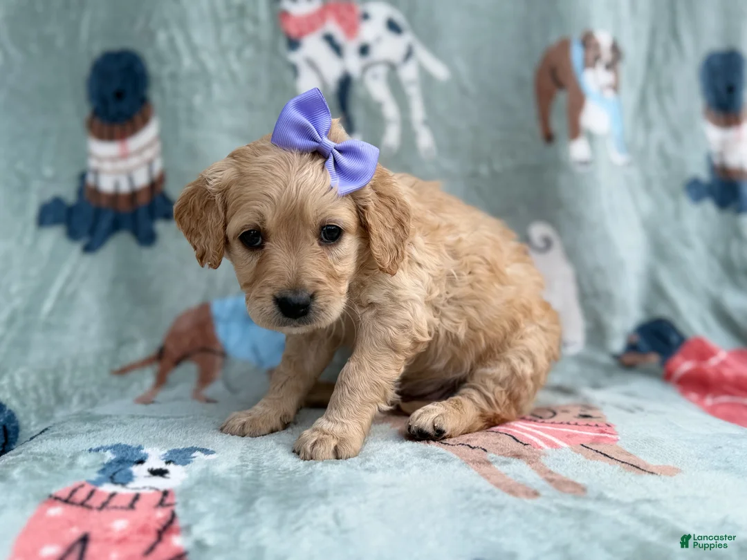 Goldendoodle dogs for sale: Brylynn - Ad 2