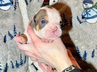 Olde English Bulldogge dogs Kayce - Ad 15