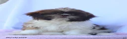 Shih Tzu dogs for sale: Nancy - Ad 2