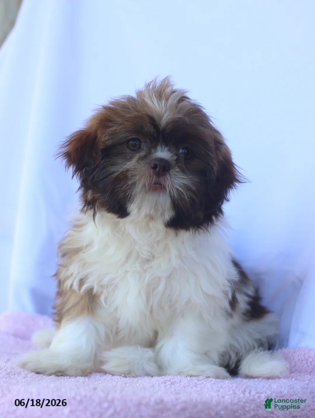 Shih Tzu dogs for sale: Nancy - Ad 2