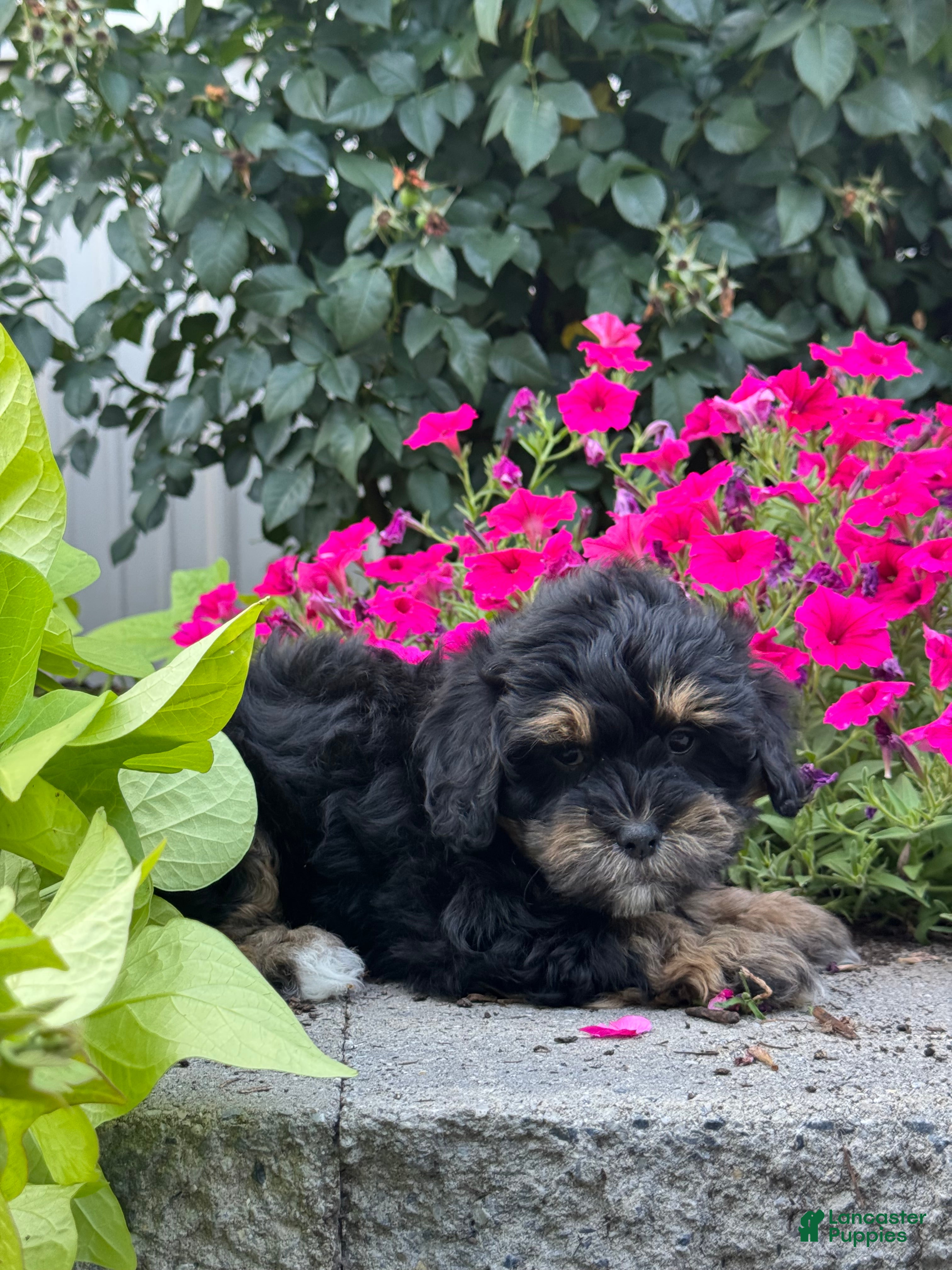 Lhasapoo dogs Amelia - Ad 1
