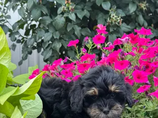 Lhasapoo dogs Amelia - Ad 23