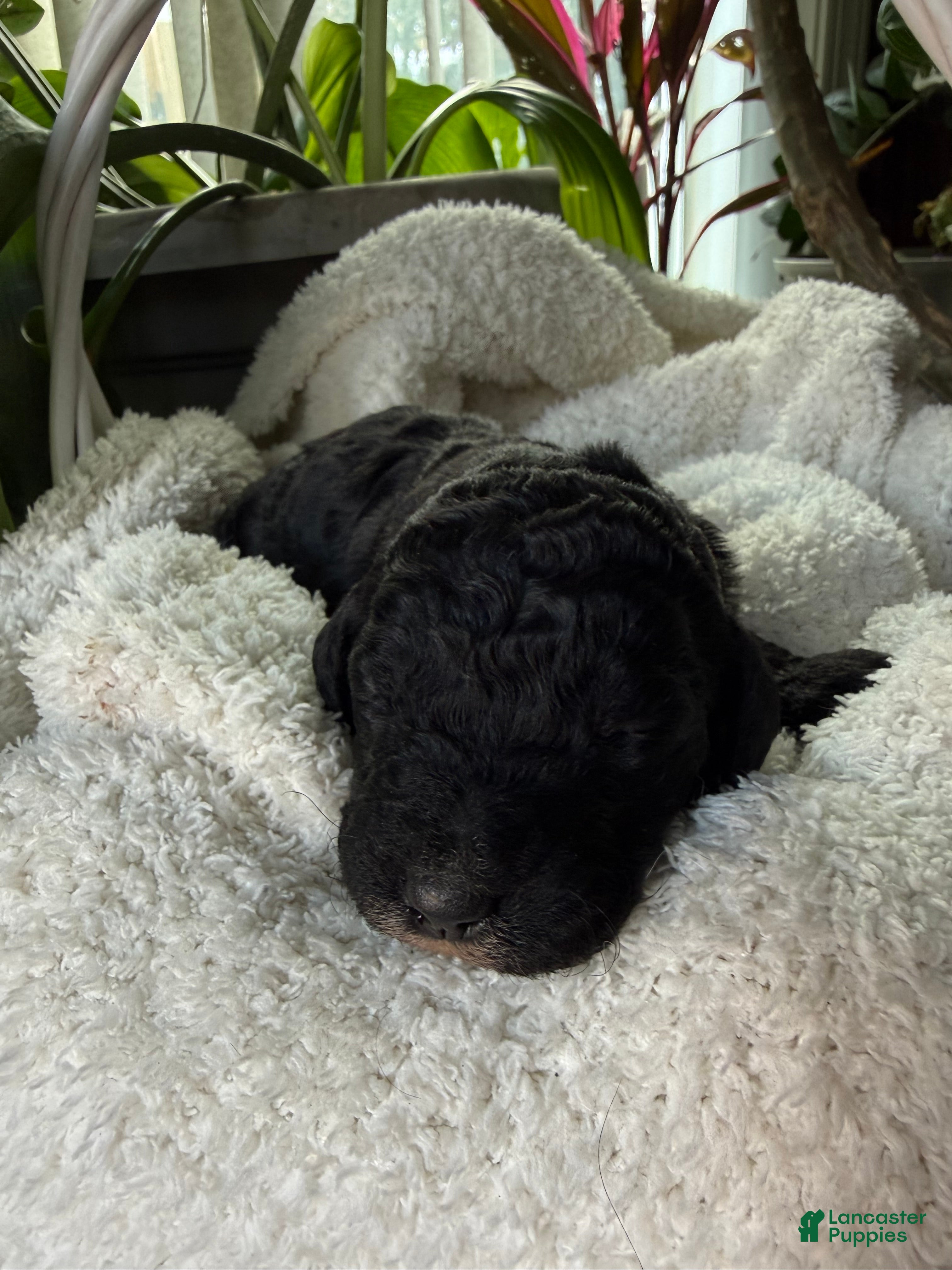 Mixed Breed dogs Charcoal - Ad 26