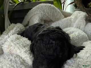 Mixed Breed dogs Charcoal - Ad 26