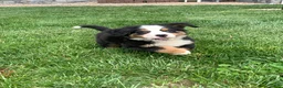 Bernese Mountain Dog dogs for sale: Comanche  - Ad 9