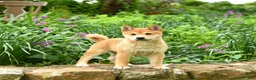 Shiba Inu dogs for sale: Dallas  - Ad 1