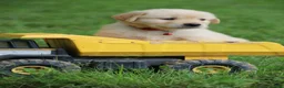 Golden Retriever dogs for sale: Golden Retriever 8 - Ad 5