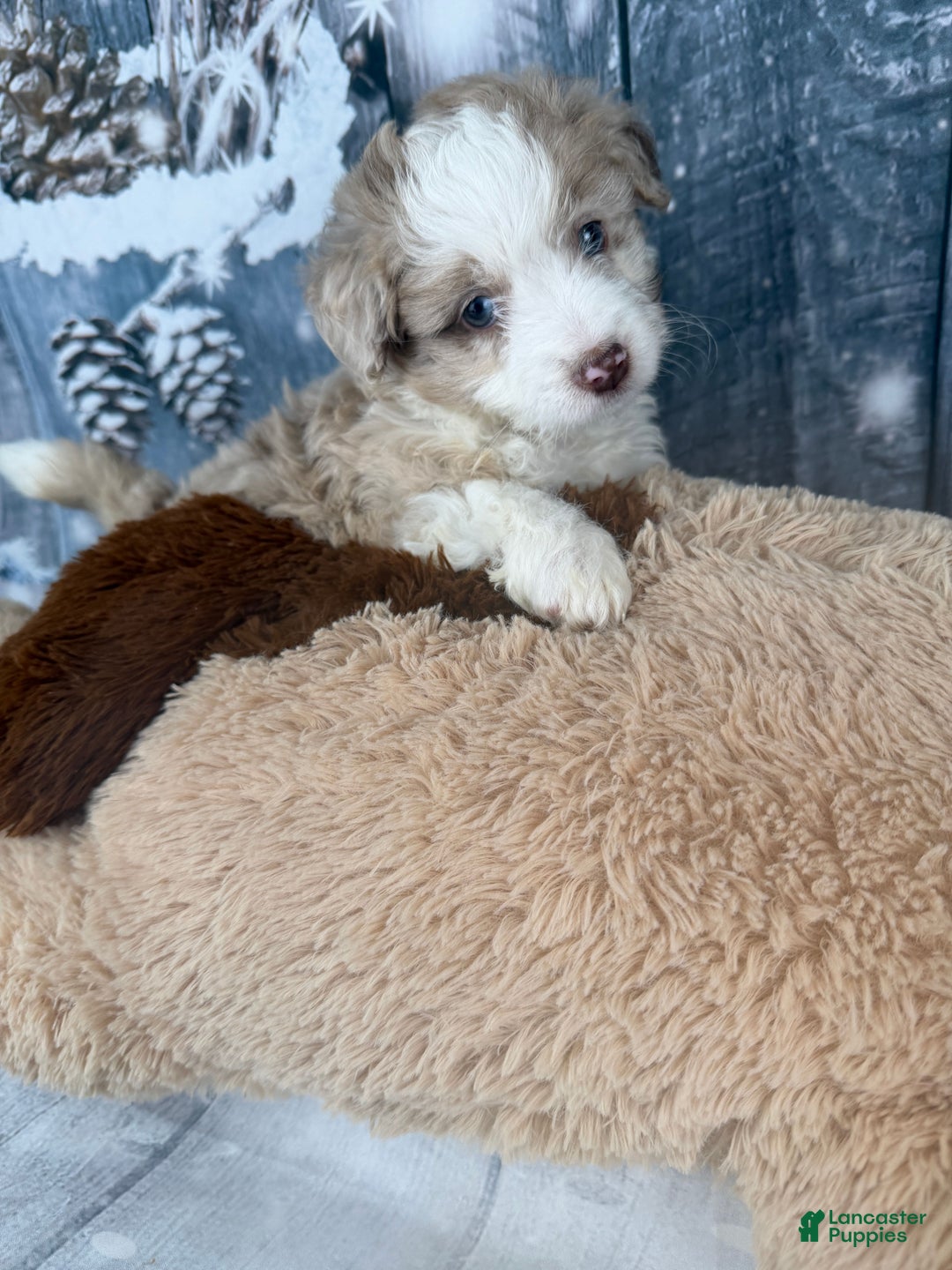 Aussiedoodle dogs for sale: Heidi - Ad 7