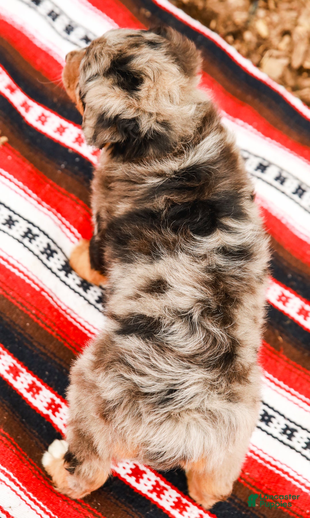 Aussiedoodle dogs for sale: Snickers Standard - Ad 9