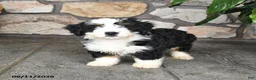 Mini Bernedoodle dogs for sale: Larry - Ad 5