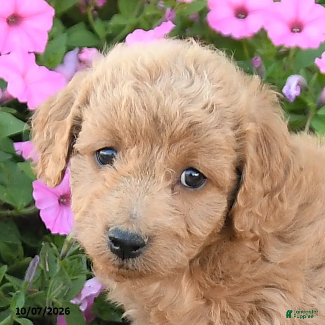 Mini Goldendoodle dogs for sale: Rosie - Ad 2