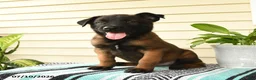Belgian Malinois dogs for sale: Kwame - Ad 1