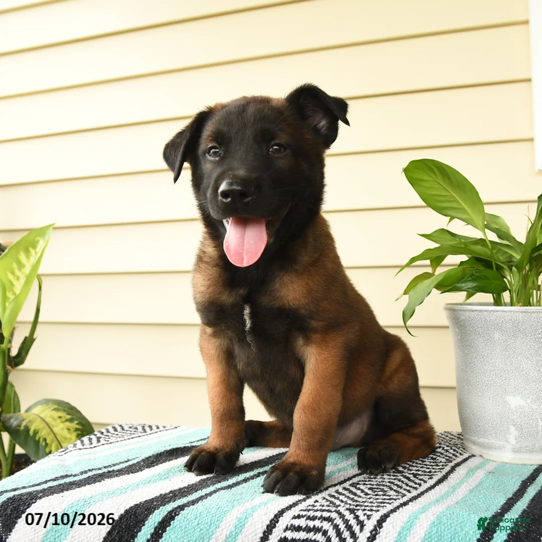 Belgian Malinois dogs for sale: Kwame - Ad 1