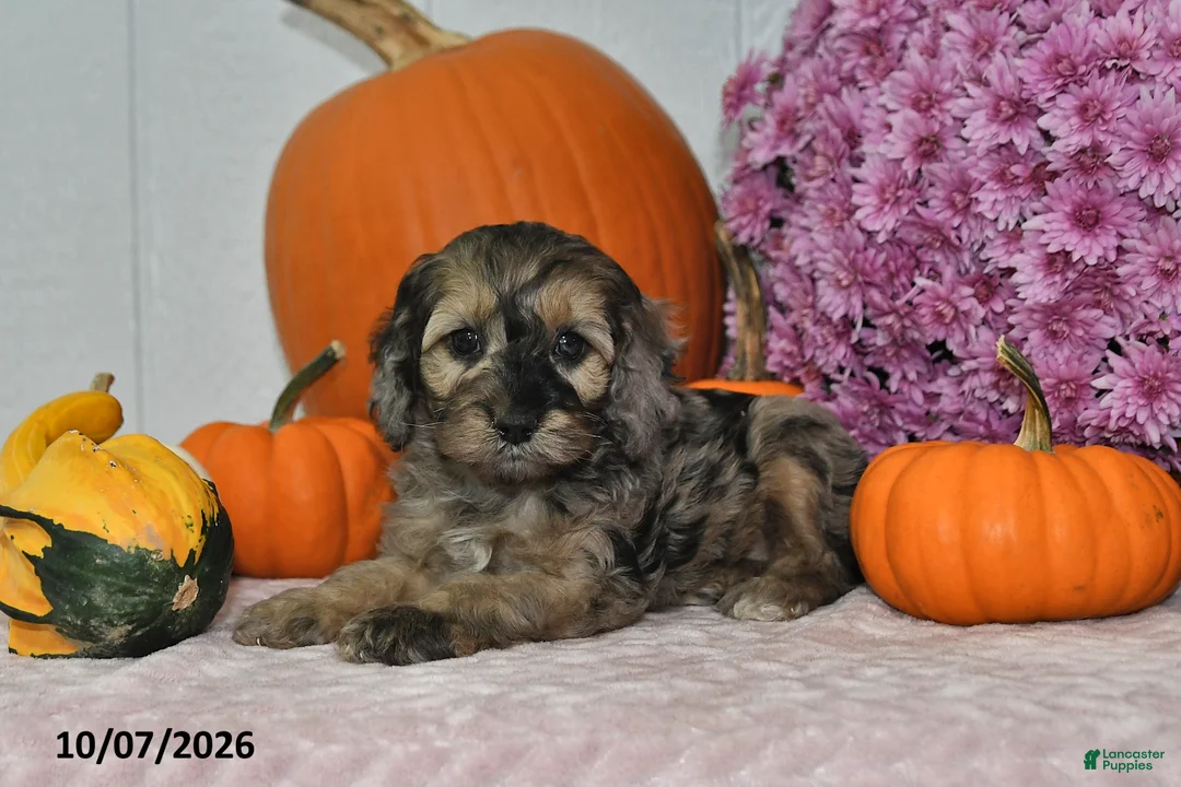 Cockapoo dogs for sale: Bella - Ad 5