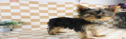 Yorkshire Terrier dogs for sale: Micheal - Ad 6