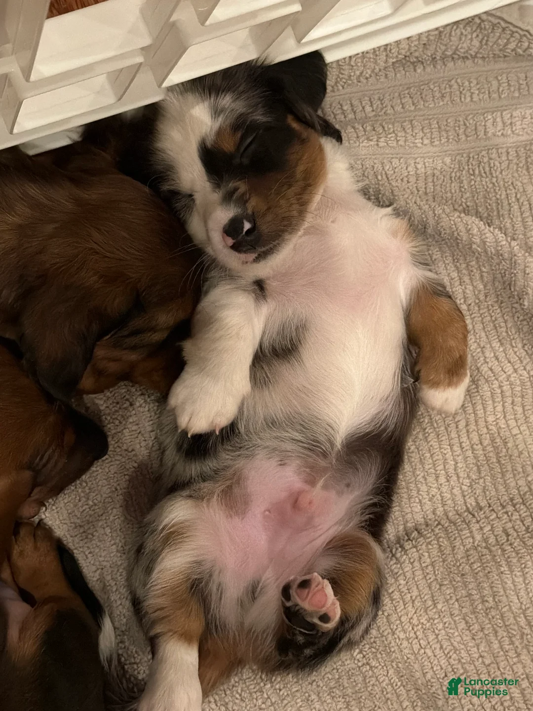 Miniature Dachshund dogs for sale: Nimbus - Ad 2