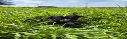 Goberian dogs for sale: Jazz - Ad 1