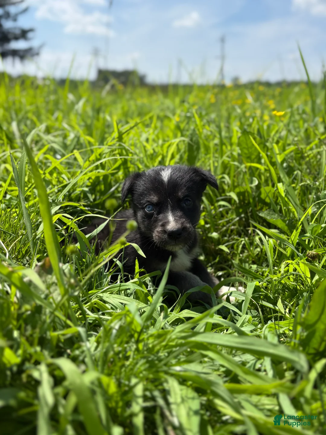 Goberian dogs for sale: Jazz - Ad 1