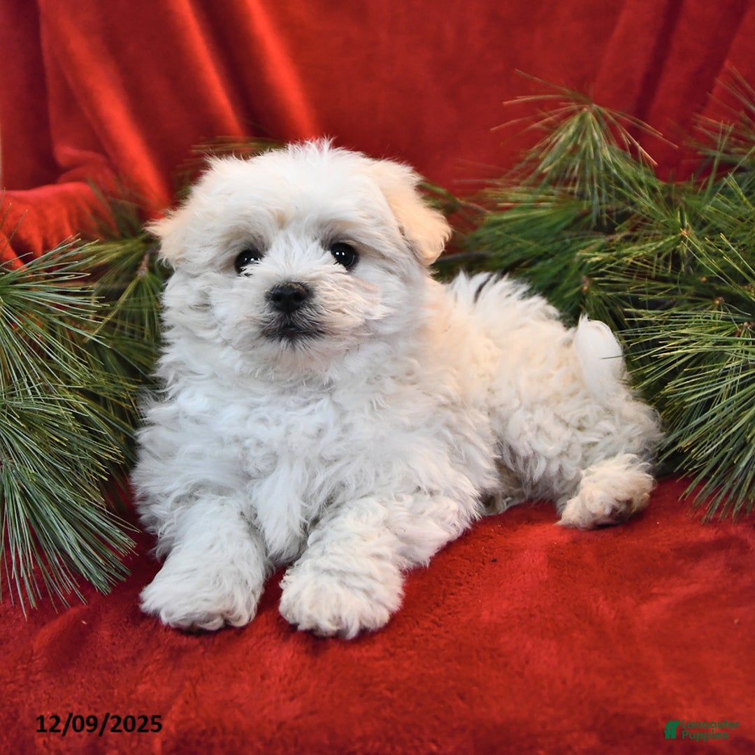 Maltese dogs for sale: Kyle - Ad 4