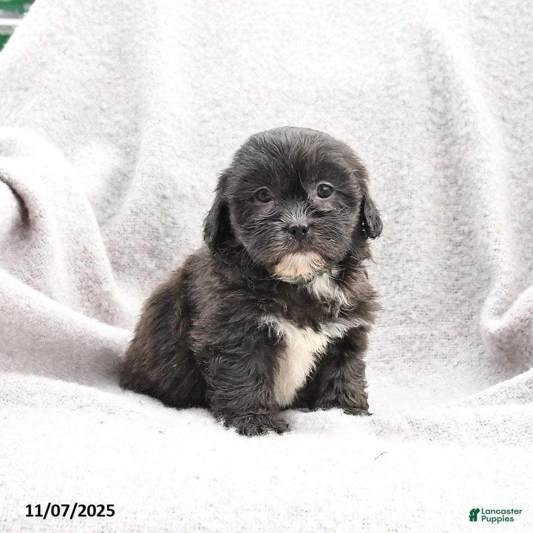 Shihpoo dogs for sale: Meadow - Ad 2