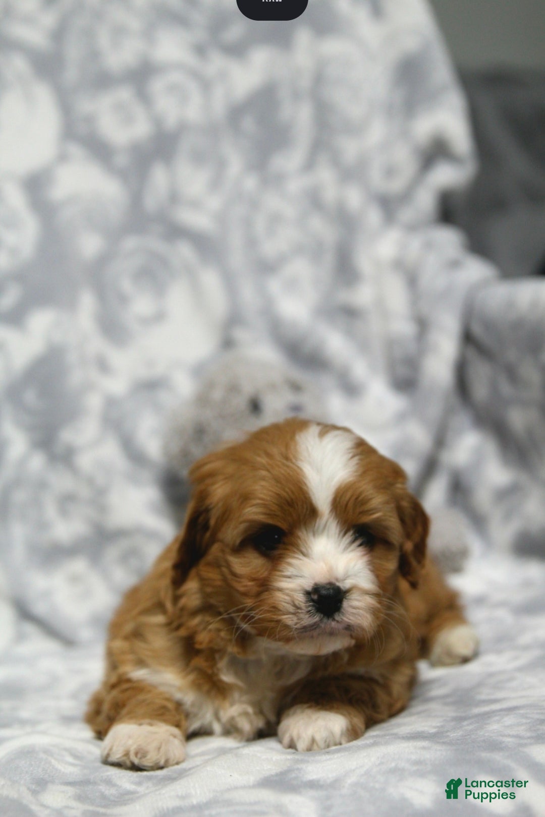 Cavapoo dogs Cooper - Ad 2