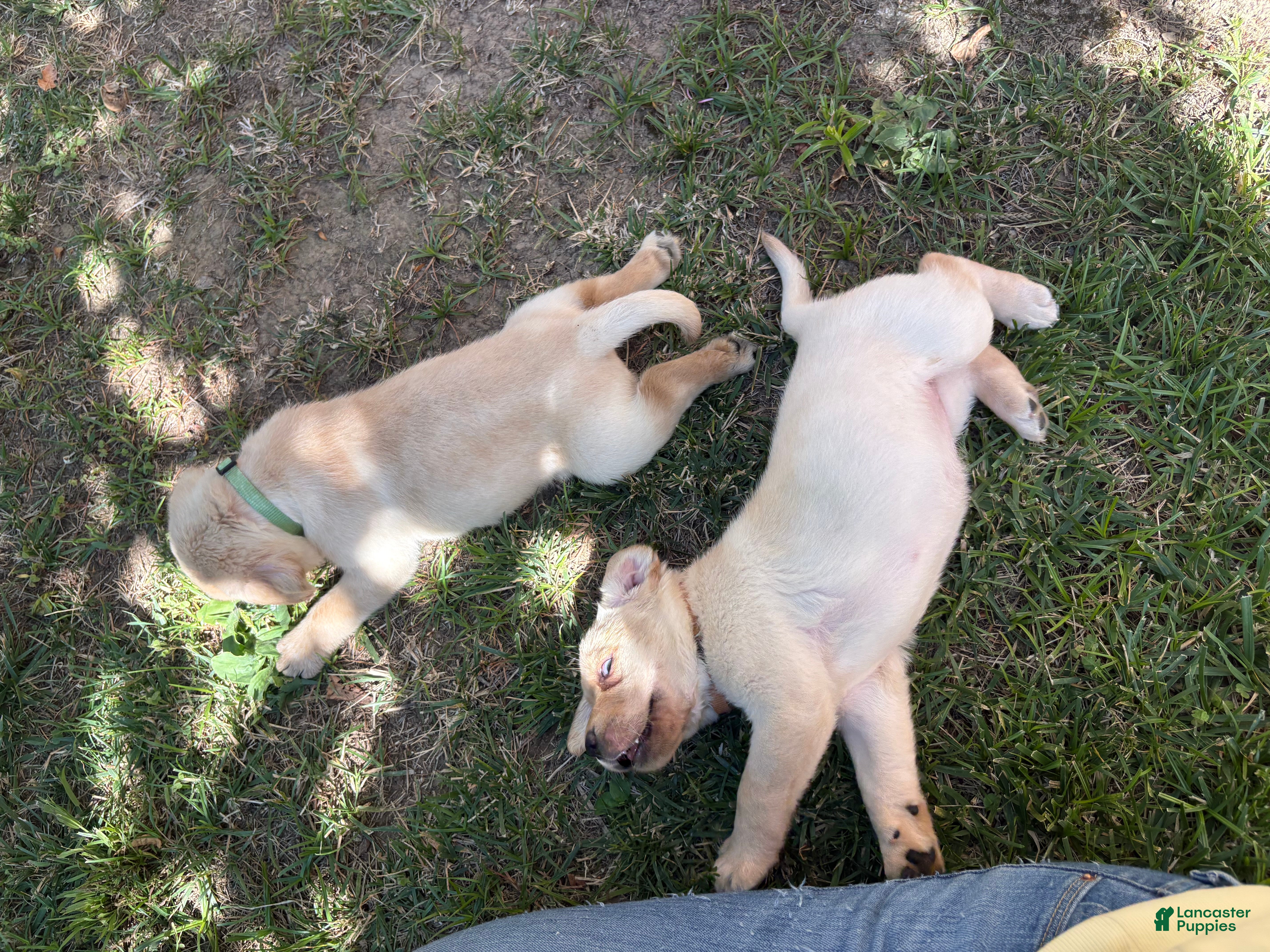 Labrador Retriever dogs Pink girl  - Ad 2