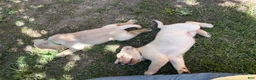 Labrador Retriever dogs for sale: Pink girl  - Ad 2