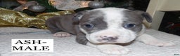 American Pit Bull Terrier dogs for sale: ASH - Ad 2