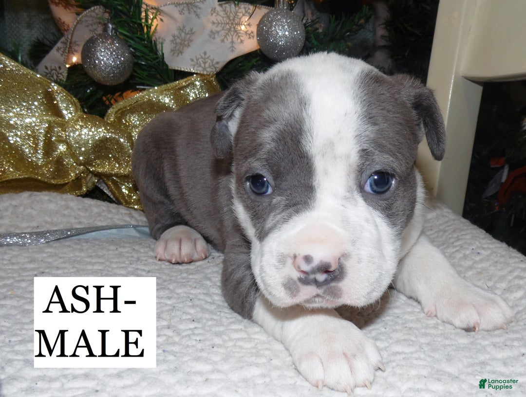 American Pit Bull Terrier dogs for sale: ASH - Ad 2