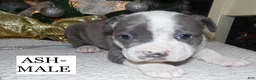 American Pit Bull Terrier dogs for sale: ASH - Ad 3