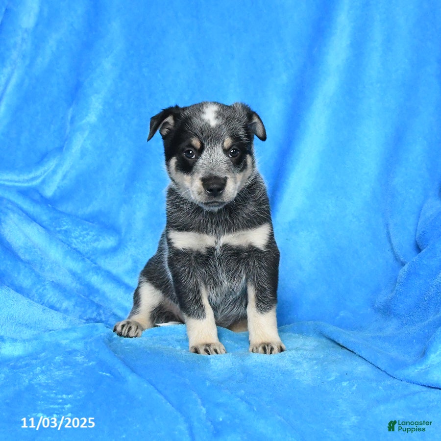 Australian Cattle Dog dogs Don - Ad 34