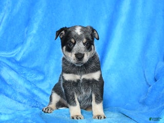 Australian Cattle Dog dogs - Ad 40