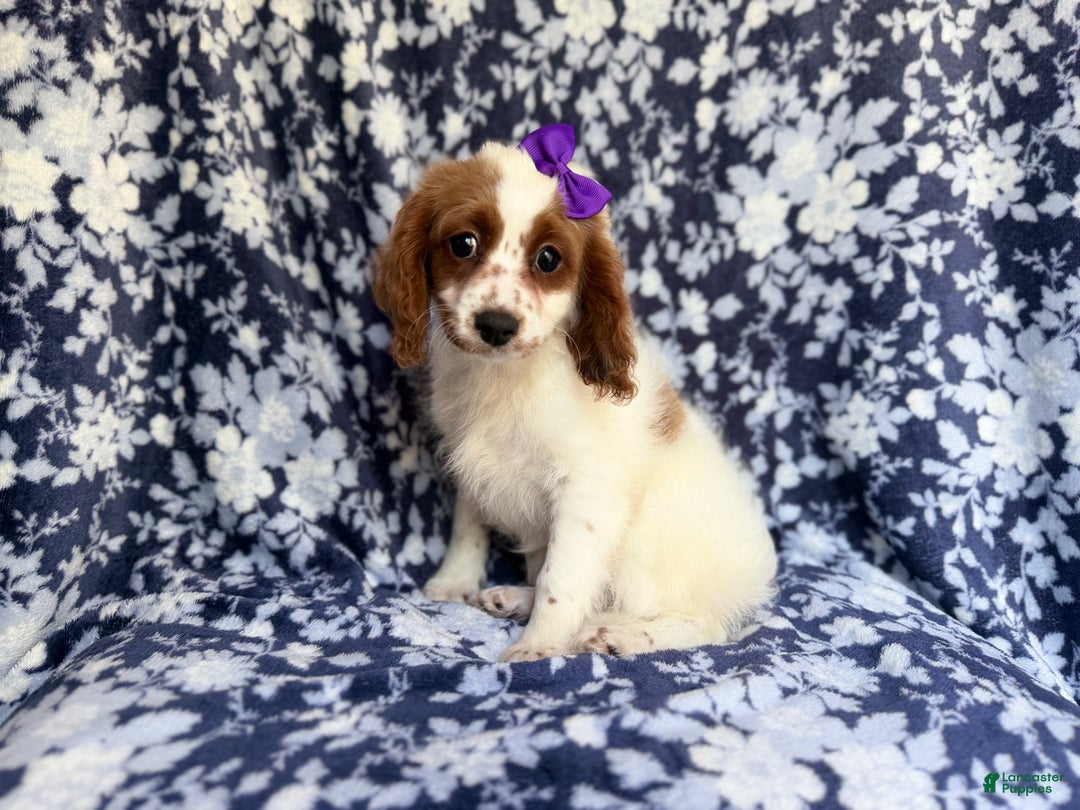 Cavapoo dogs for sale: Maple - Ad 4